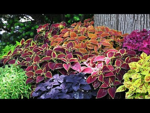 Видео: Колеусы. Обзор на 10 день и месяц после посадки