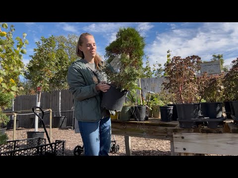 Видео: Распродажа растений и посадка! Просто цветите!