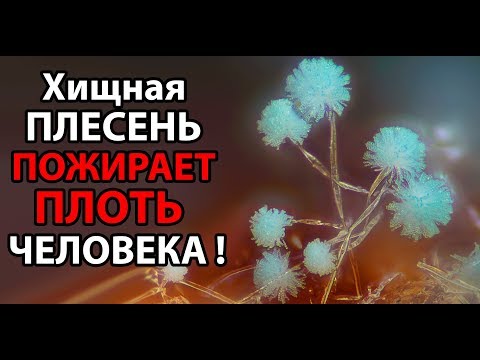 Видео: Хищная плесень пожирает плоть человека ! ( Plague Inc: Evolved )