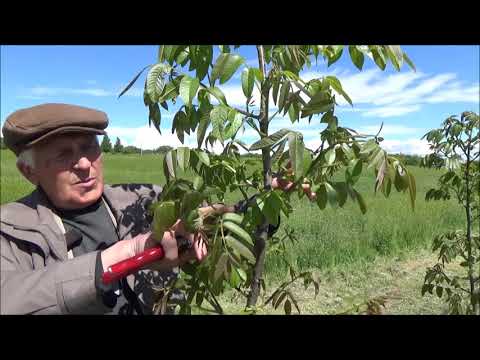 Видео: Формировка кроны саженцев на демонстрационном участке. Часть I. Май 2021