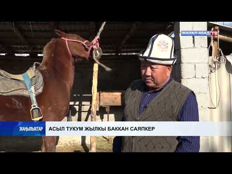 Видео: Асыл тукум жылкы баккан саяпкер