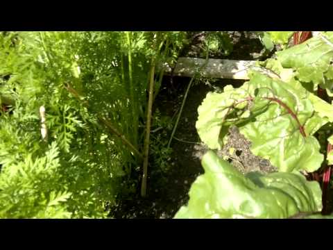 Видео: Смешанные посадки ,морковная ботва под томаты.