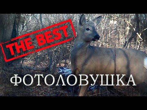 Видео: ЛУЧШИЕ кадры с ФОТОЛОВУШЕК за 2021 год. The best Фотоловушка в лесу