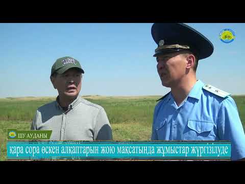 Видео: нашақорлық проблемасы әлемдік қоғамдастыққа өзекті мәселе