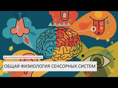 Видео: Лекция 18. Общая физиология сенсорных систем