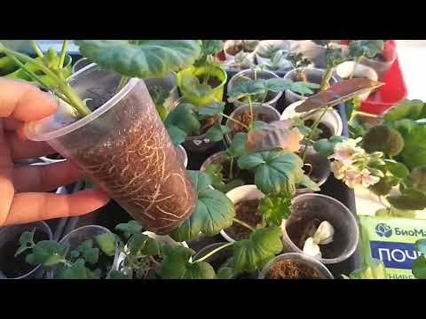 Видео: От чего гниют черенки Пеларгонии.