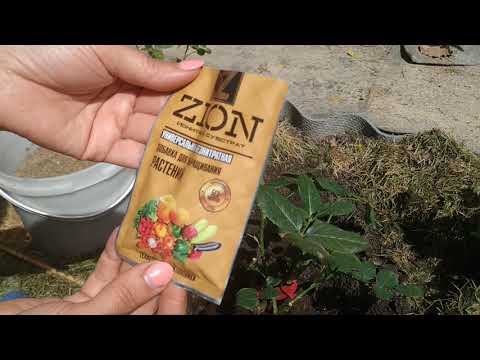 Видео: Посадка розы с ЗКС