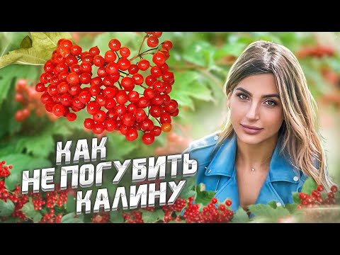 Видео: Посадка калины. Уход за калиной в саду для новичков