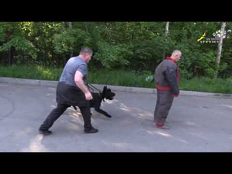 Видео: Несколько хваток и послушание, Ризен Гектор