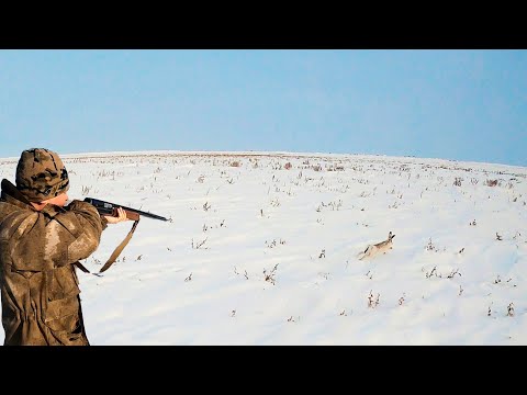 Видео: ПЕРВЫЙ СНЕГ, ПЕРВЫЕ СЛЕДЫ, ПЕРВЫЙ ТРОФЕЙ. Охота на зайца 2024