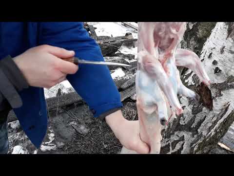 Видео: Как снять шкуру с кролика. Слабонервным не смотреть