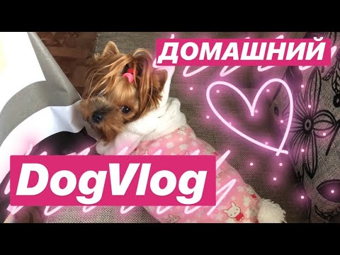 Видео: ДОМАШНИЙ DogVlog | Наш день