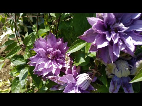 Видео: КЛЕМАТИСЫ.Секрет посадки трёх штук в одну посадочную яму.