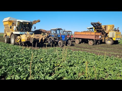 Видео: Уборка сахарной свёклы 2023. Свеклоуборочный комбайн KLEINE SF 10. Будни тракториста