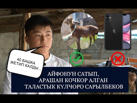 Видео: АРАШАН КОЙ БАККАН ТАЛАСТЫК СТУДЕНТ//БААРЫН АЧЫК АЙТТЫ//АЙФОНДОН УЛАНГАН АРАШАН 1-чыгарылыш