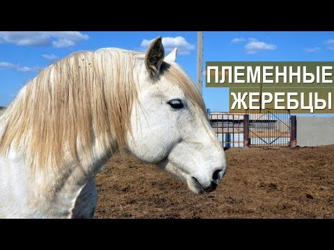 Видео: Племенные жеребцы тяжеловозных пород. КФХ Возмищевой В.И