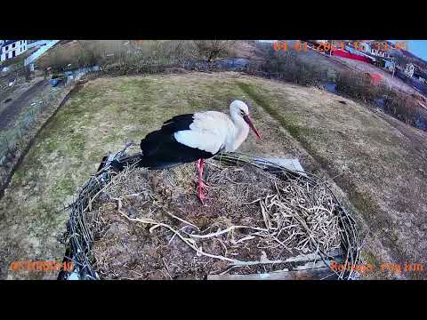 Видео: Ну, теперь  точно наши. Хоть и 1 апреля.