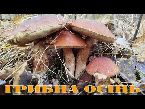 Видео: ОСІННІЙ ПОХІД ВИХІДНОГО ДНЯ,,,ЗБИРАЮ ГРИБИ,,,26,10,2025Р,,,БІЛІ ГРИБИ, ПІДОСИЧНИКИ,,,ЗЕЛЕНИЦІ,,,