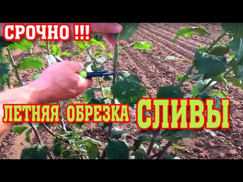 Видео: НЕ ОПОЗДАЙТЕ!!! Летняя обрезка СЛИВЫ / формируем крону