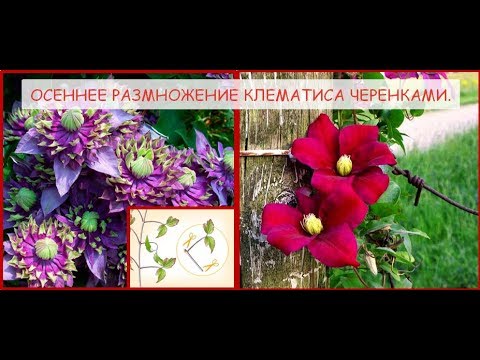Видео: Осеннее размножение клематиса черенками .