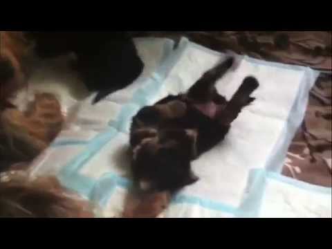 Видео: Щенки йорка (йоркширский терьер) от рождения до 3 месяцев