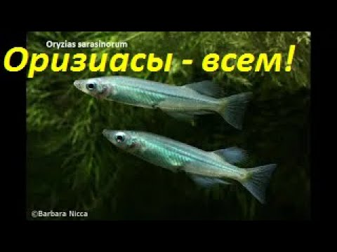 Видео: Необычное, но популярное. Серия 1 - Японское чудо
