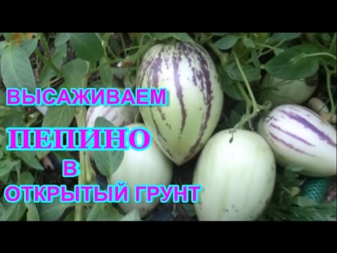 Видео: ВЫСАЖИВАЕМ  рассаду ПЕПИНО  В ОТКРЫТЫЙ ГРУНТ   GROWING PEPINO IN OPEN SOIL