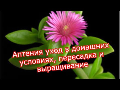 Видео: Аптения  уход в домашних условиях, пересадка и выращивание  #суккуленты