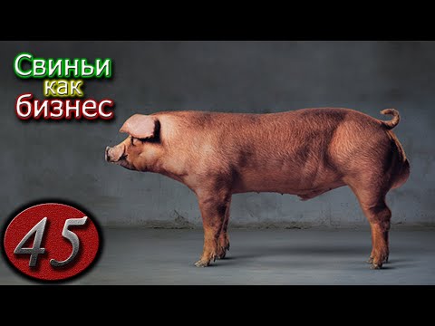 Видео: СВИНЬИ ПОРОДЫ ДЮРОК