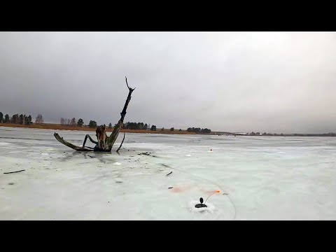Видео: ВЫСТАВИЛ ЖЕРЛИЦЫ ВОКРУГ КОРЯГИ И КЛЮНУЛА ОНА!! Ловля ЩУКИ И ОКУНЯ в ЯНВАРЕ! Зимняя рыбалка 2025
