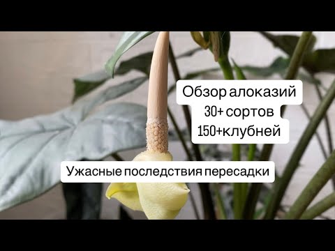 Видео: Обзор коллекции алоказий, избавляюсь от растений?