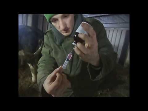 Видео: Эксперимент: испытание стимулятора роста КАТОЗАЛ на бычках.
