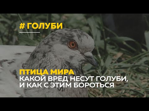 Видео: Городские голуби | Почему не стоит их кормить и чем они опасны