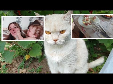Видео: Владкины истории/Крестины/ Суровый кот Николай и попугай который с голоду не помрет😆 #влог