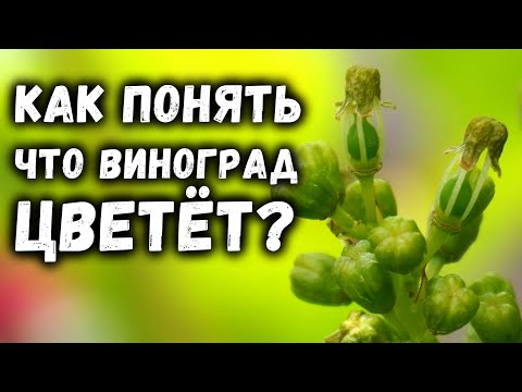 Видео: Как понять что виноград цветёт?