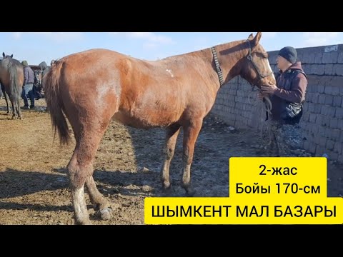Видео: ҚҰНАН, ДӨНЕН, АТТАР БАҒАСЫ. Шымкент мал базары. 09.11.2022ж 🔥2-БӨЛІМ🔥