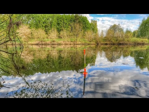 Видео: Рыбалка у дома на поплавок!Отличный клёв Густеры,Подлещика и Плотвы!Май 2023!