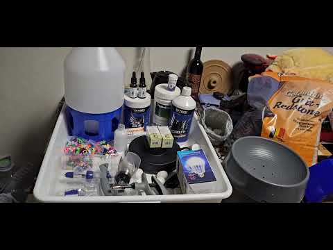 Видео: Сколько стоит содержать голубей и сколько должен стоить хороший бакинский голубь !!!