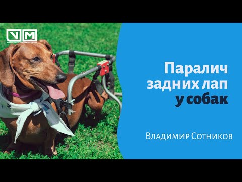 Видео: Паралич задних лап у собак