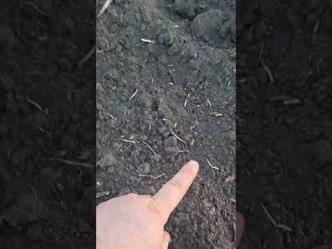 Видео: Гербицид Артист на картофеле