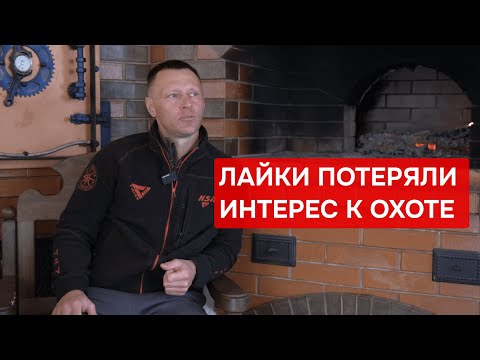 Видео: Как вырастить охотничью лайку без настрела? Собаки два года просидели в клетке.