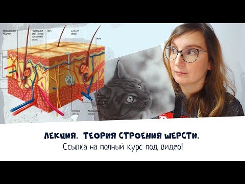 Видео: Лекция - ТЕОРИЯ Строение шерсти для курса "Мохнатый кот Аэрографом"