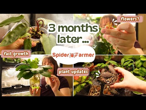 Видео: Обновление стенда для растений Spider Farmer + пошаговое руководство | Обновление за 3 месяца 🌿