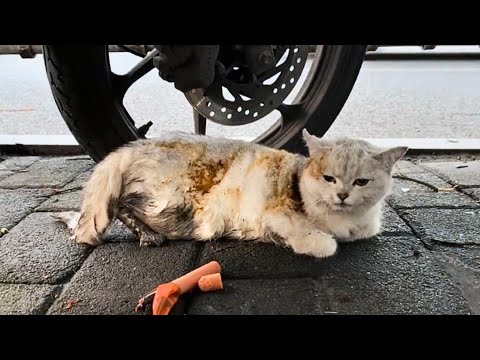 Видео: После издевательств: просящие глаза, обгоревшая шерсть, сломанные задние ноги, не мог встать