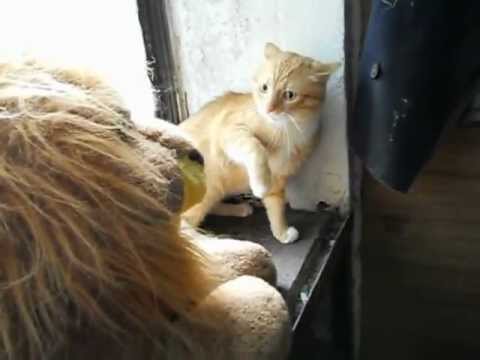 Видео: Кот и игрушечный Лев