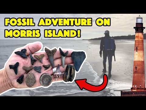 Видео: Охота на акульи зубы в Каролинах: остров Моррис