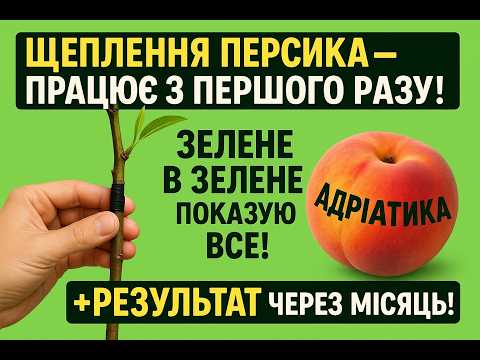 Видео: Щеплення персика ЗЕЛЕНЕ в ЗЕЛЕНЕ! 🌱 Мега простий спосіб, який спрацював у мене! 🍑