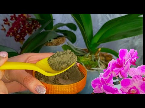 Видео: 1 ложка в горшок и ВСЕ ОРХИДЕИ Пышно ЗАЦВЕТУТ корни ЩЕТКОЙ РАСТУТ