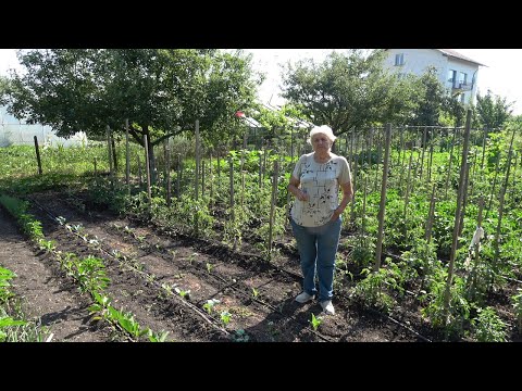 Видео: Епизод 40. Зелевите видове в зеленчуковата градина.