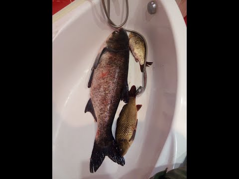 Видео: Лазерный прицел в помощь подвоху. Прицел на подводное ружье.